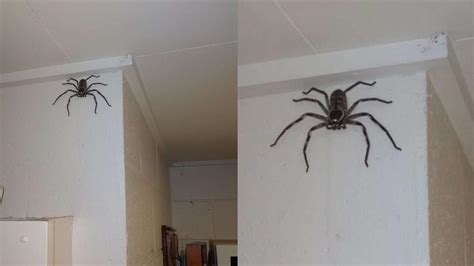 家裡突然出現蜘蛛